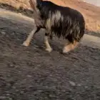 تم البيع