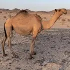 لقحه صفراء