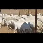 ضان حرش صنف الصنف