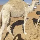 للبيع قعود