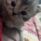 قطط للتبني