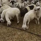 للبيع خرفان سواكني شبيهة الحري