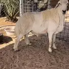 فحل حري مشروط