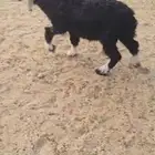 خروف. نجدي. لباني. فل شحم. البيع. 1150 ريال العمر 3 اشهر