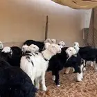 طليان نجد فواخر