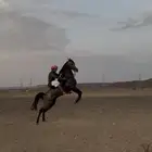 للبيع حصان شيخ شعبي