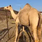 خلفه مصغر مهجنه