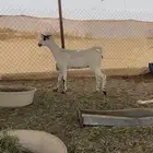 جفره بيشيه صنف تم البيع