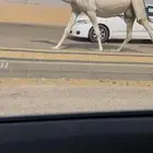 للبيع لقحه وضحاء باتليه ملاقي