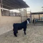 تيس فحل عارضي