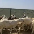 ضان حرش