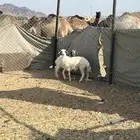 رخال ذبائح للبيع الحد من 1150