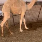 حيران بريه طيبه حليب العمر 7شهور