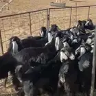 البيع تيوس