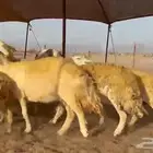 ما شاء الله وتبارك الله أعرض لكم غنم حريات دفيع ومضاريع