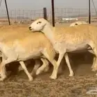 رخال حريات حرش صنف الصنف مضاريع عددها 50
