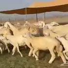 أعرض لكم غنم حريات خلفات طيبه سليمه من الأمراض