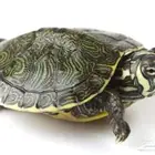 سلاحف برمائية للبيع محل نوادر خميس مشيط