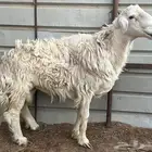 فحل حري مشروط بعيسي