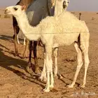 حشوان قعدان للبيع