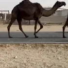 بكر لقحه