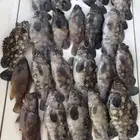 رحلات صيد من افضل أماكن الصيد