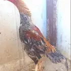 ديك شامو ياباني مخرج25