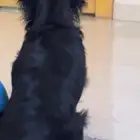 كلب للبيع