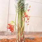 نخل فروخ نقايل نخيل برحي سكري سلاطين شيشي واشنطني مجدول عجوه