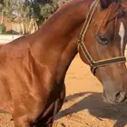 حصان عربي شعبي