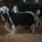 للبيع رخال نجد صنف