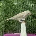 كناري