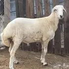 خروف للبيع