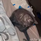 قطط للتبني