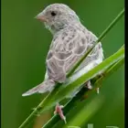 ياسمين طائفي