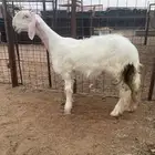 مشروع فحل عيسي نادر بالحيل لهواة الزين ..