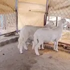شعف شهران تمنيه