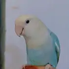 روز تربيه صحة ونظافة وحجم ممتاز اثنين الوان جميلة