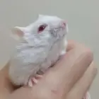 هامستر - كل اللي بالحساب معروض تبني للجادين فقط