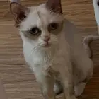 قطة بيضاء ضايعة في رابغ