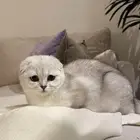 قطتين سكوتش فولد