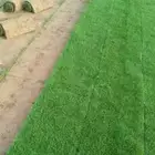 تنسيق حدائق تبوك