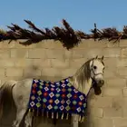 حصان شعبي