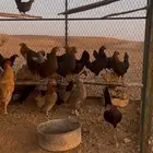 للبيع.دجاج بلدي بياض شرط فااخر