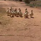 وز للبيع العدد 16
