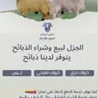 ذبايح بريه على تمارا او كاش