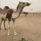 خلفه