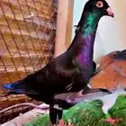 ذكر شامي