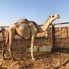 قعود حق باتلي