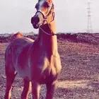 فرس مكس مستوى فاخر
